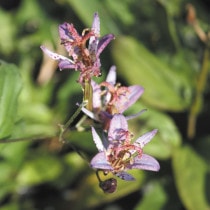 �ڻ�����2026ǯ�ơ����ָ����ߡۥۥȥȥ�������ε�� 3���9cm�˥ݥå�