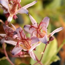 山野草（科名別） | 四国ガーデン株式会社