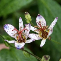 山野草（科名別） | 四国ガーデン株式会社