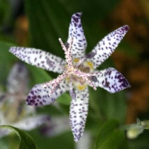 山野草（科名別）,ユリ科－ホトトギス類 | 四国ガーデン株式会社