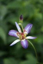 �ڻ�����2026ǯ�ơ����ָ����ߡۥۥȥȥ����������ס�3��(9cm)�ݥå�