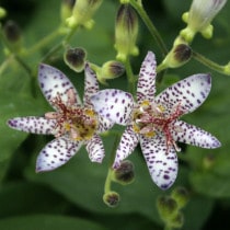 �ڻ�����2026ǯ�ơ����ָ����ߡۥۥȥȥ������ٻΤ����ס�3��(9cm)�ݥå�