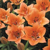 �ڻ��������ʸɱ���������