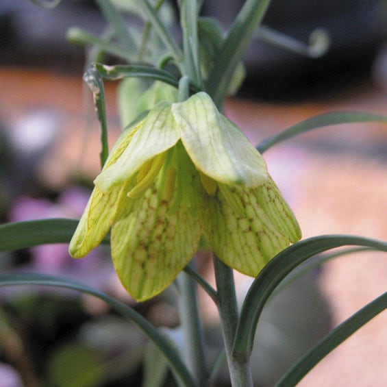 山野草】バイモユリ | | 山野草（科名別）,ユリ科-ユリ類 | 四国