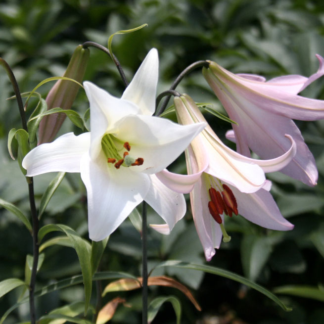 サユリ 山野草】紀州ササユリ | | 山野草（科名別）,ユリ科-ユリ類 | 四国