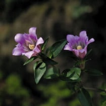 �ڻ�����ۥ��ɥ��ֿ�ȡ�