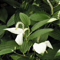 �ڻ�����ۥϥ󥲥��祦