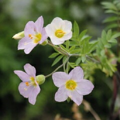 山野草】ピンクハナシノブ | | 山野草（科名別）,ハナシノブ科 | 四国