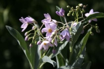 �ڻ�����ۥ���ʥ�