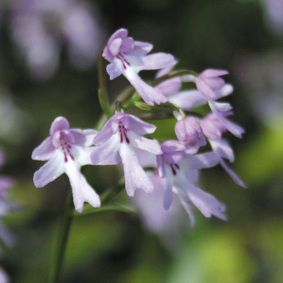 エノモトチドリ　※価格応談 エノモトチドリ ※価格応談