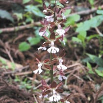 山野草（植物名別）,サ行 | 四国ガーデン株式会社