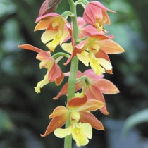 ��2025ǯ�ա������ָ����߳��աڻ�����ۥ����ͥ��ӥ͡�4��ݥå�