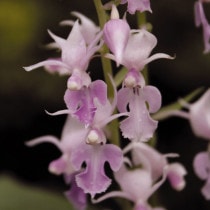 2024ǯơָ߳աڻۥʥĥӥ͡4ݥå