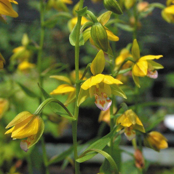 山野草】黄花カキラン | | 山野草（科名別）,ラン科-基本種 | 四国