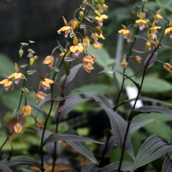 山野草・カキラン苗！画像の斑入り株お届けいたします！一株にて2芽です。ラン苗 山野草・カキラン苗！画像の斑入り株お届けいたします！一株にて