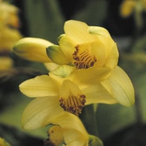 山野草（科名別）,ラン科-基本種 | 四国ガーデン株式会社