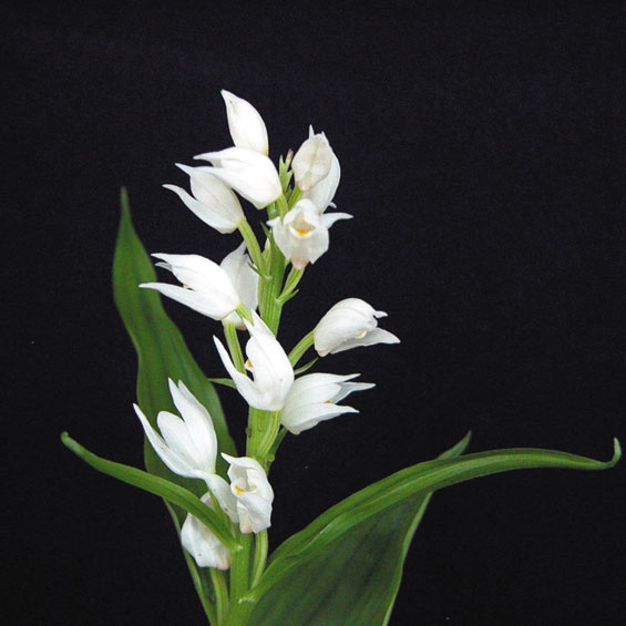 �ڻ�����ۥ����Х�����