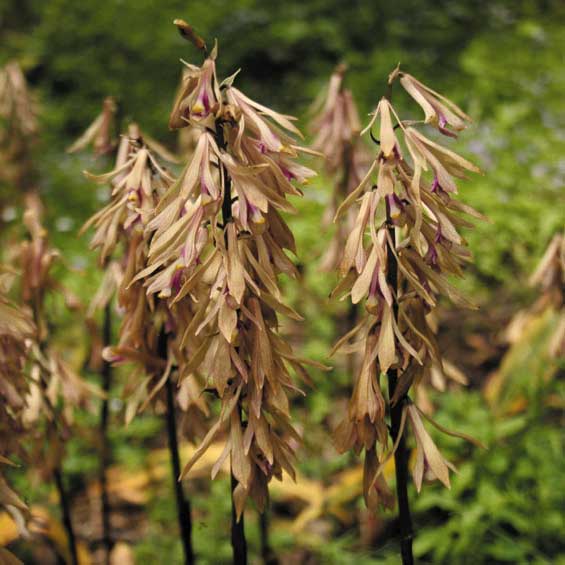 【山野草・野生ラン】サイハイラン（采配蘭）・50株 サイハイラン | むなかた電子博物館