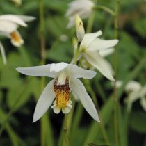 山野草マニアックス 31 園芸Collectoion Vol,31 (別冊趣味の山野草) | 栃の葉書房 |本 | 通販