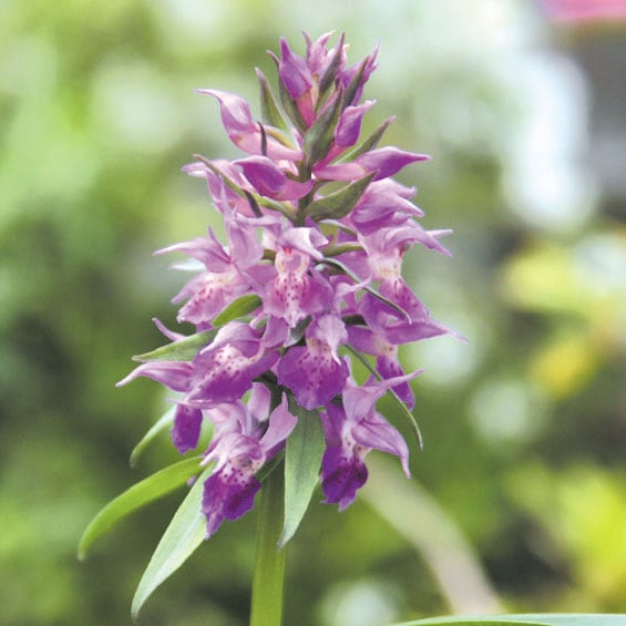 ら*む様 山野草、ラン科植物、チドリ類　[ウチョウラン]　自然種大小100球以上 山野草】白山千鳥 | | 山野草（科名別）,ラン科-基本種 | 四国ガーデン