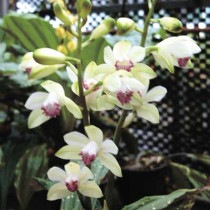 �ڻ��������֥ۥ��������