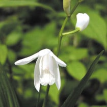 �ڻ�����۽����ǿ������3����󥰥ݥåȡ�����������