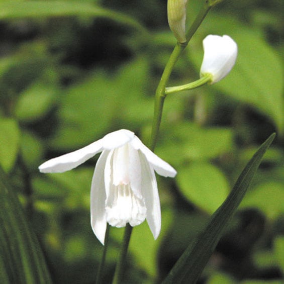 純白系クマガイソウ2芽株。1番 【公式通販】