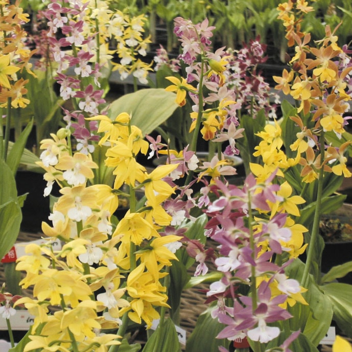 2025年春～ 開花見込み株》【山野草】交配エビネ 4号ポット | | 山野草