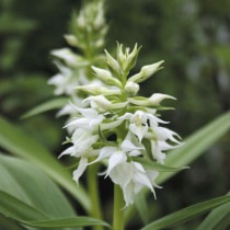 �ڻ��������֥ϥ�������ɥ�