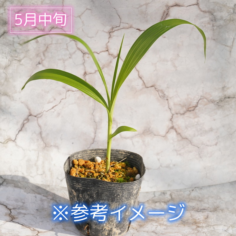 山野草斑入白花シラン 3号ロングポット | | 山野草（科名別）,ラン科