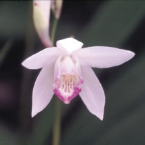 �ڻ�����۸��ȥ����3����󥰥ݥåȡ�����������