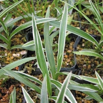 �ڻ�����ۥ��������ֶ�ϡ�(5��)