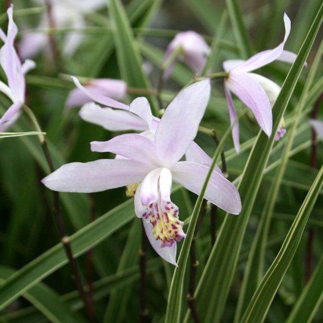 �ڻ��������ʤ�ظ��ۥ����3����󥰥ݥå�