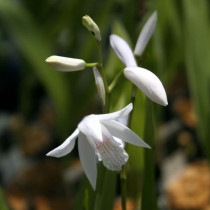 水*◆様 白花ムカデランＣ　野生ラン　山野草 水*◇様 白花ムカデランC 野生ラン 山野草 水*◇様 白花
