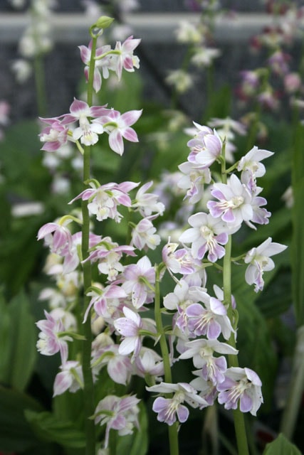 夏咲き系交配エビネ★えびね・山野草 開花中・夏咲き系交配エビネ（⑦-13-A）☆えびね・山野草