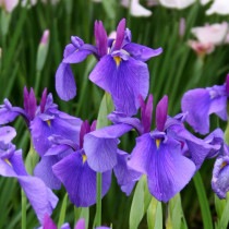 ✼ Kaorin様 専用 ✼ あみぐるみ 花菖蒲 ヒペリカム 他2種類
