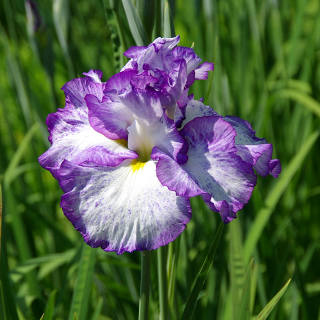 2023年春～開花見込み株】花菖蒲「夢の羽衣」 | | 花菖蒲 | 四国