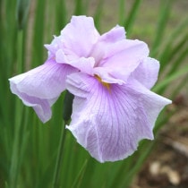 ✼ Kaorin ✼　あみぐるみ 花菖蒲 ヒペリカム 他2種類 ✼ Kaorin様 専用 ✼ あみぐるみ 花菖蒲 ヒペリカム 他2種類