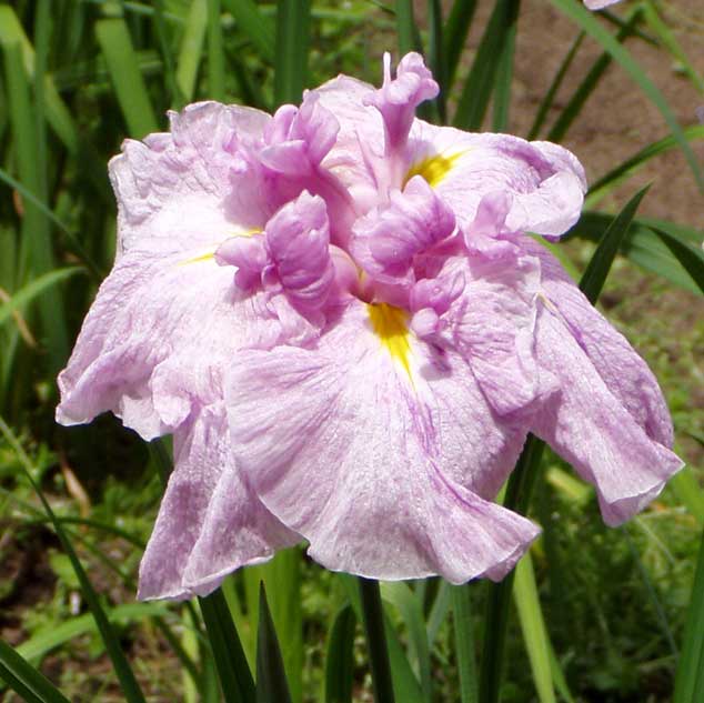 tamran花菖蒲５株同梱(五月晴、千歳、稚児化粧、豊太閤、小笹川) 日本伝統の園芸植物「花菖蒲」の魅力に迫る！ | 田淵俊人