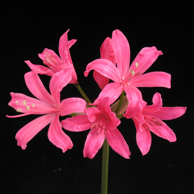 ネリネ ダイヤモンドリリー 球根 100球 苗 ダイヤモンドリリー ネリネ