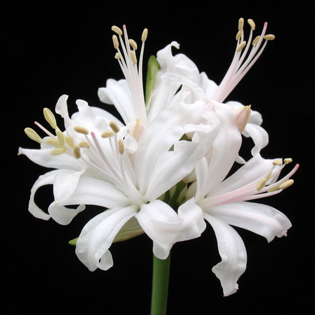 2021年秋～ 開花見込み球】《ダイヤモンドリリー》ネリネ「ウエーキ