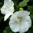 �९���֥������ʡ�