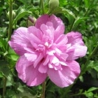 �९���֥ѡ��ץ롦��åե��