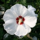 �९���֥�åɡ��ϡ��ȡ�