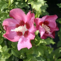 �९���֥��åɥ֥�å���