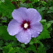 �९���֥ޥ�ʡ�