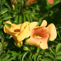 �Υ����󥫥���֥�����ť���������ɡ�