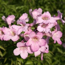 �Υ����󥫥���֥���ƥå��������