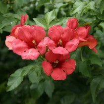 �Υ����󥫥���֥ե�å���������ť���