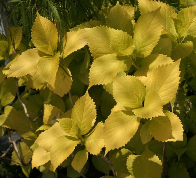 黄金葉アジサイ | | 樹木・観葉植物,ユキノシタ科 | 四国ガーデン株式会社